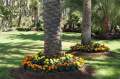 Viele umpflanzte Palmen im Palmenpark des Hotels RIU Palace Oasis.