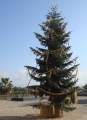 Am Museum Es Baluard in Palma stand noch ein Weihnachtsbaum
