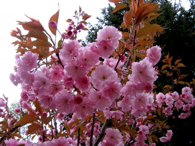 Japanische Kirschblüte & Kirschbaum Japanischer_Kirschbaum