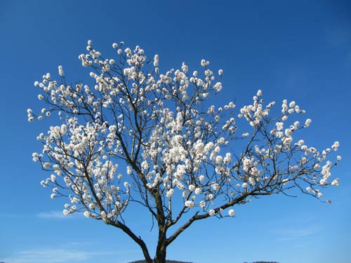 Mandelblüten Baum - Mandelbluetenfest in Hambach