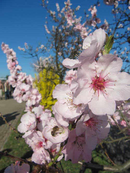 Mandelbluetenfest / Mandelblüte in Hambach