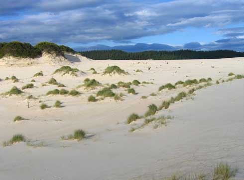 Strand dünen