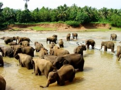 elefantenherde-sri-lanka